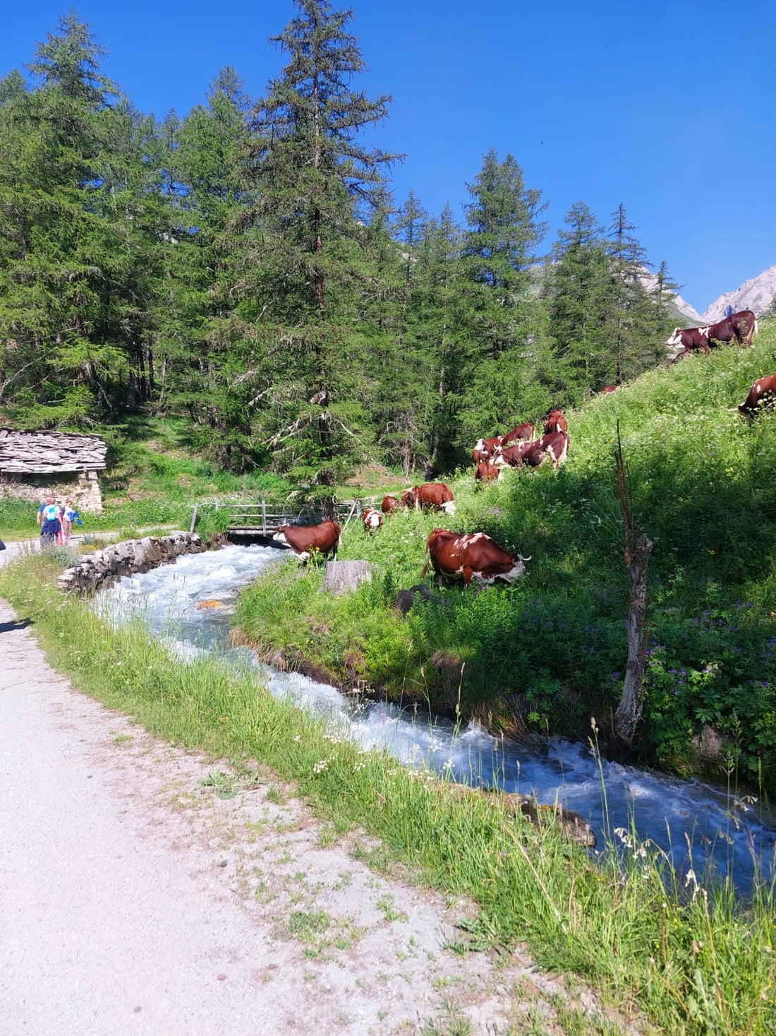 4 giorni di consapevolezza nei boschi della Valle d'Aosta